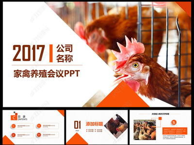 生态养殖农家土鸡蛋PPT模板——家禽主题