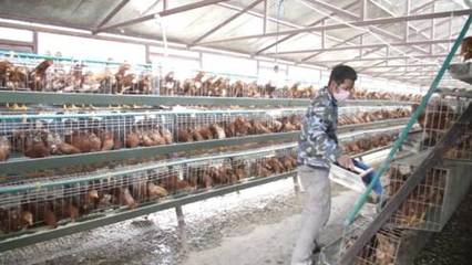 鹅鸣北安——家禽养殖牵动致富新引擎