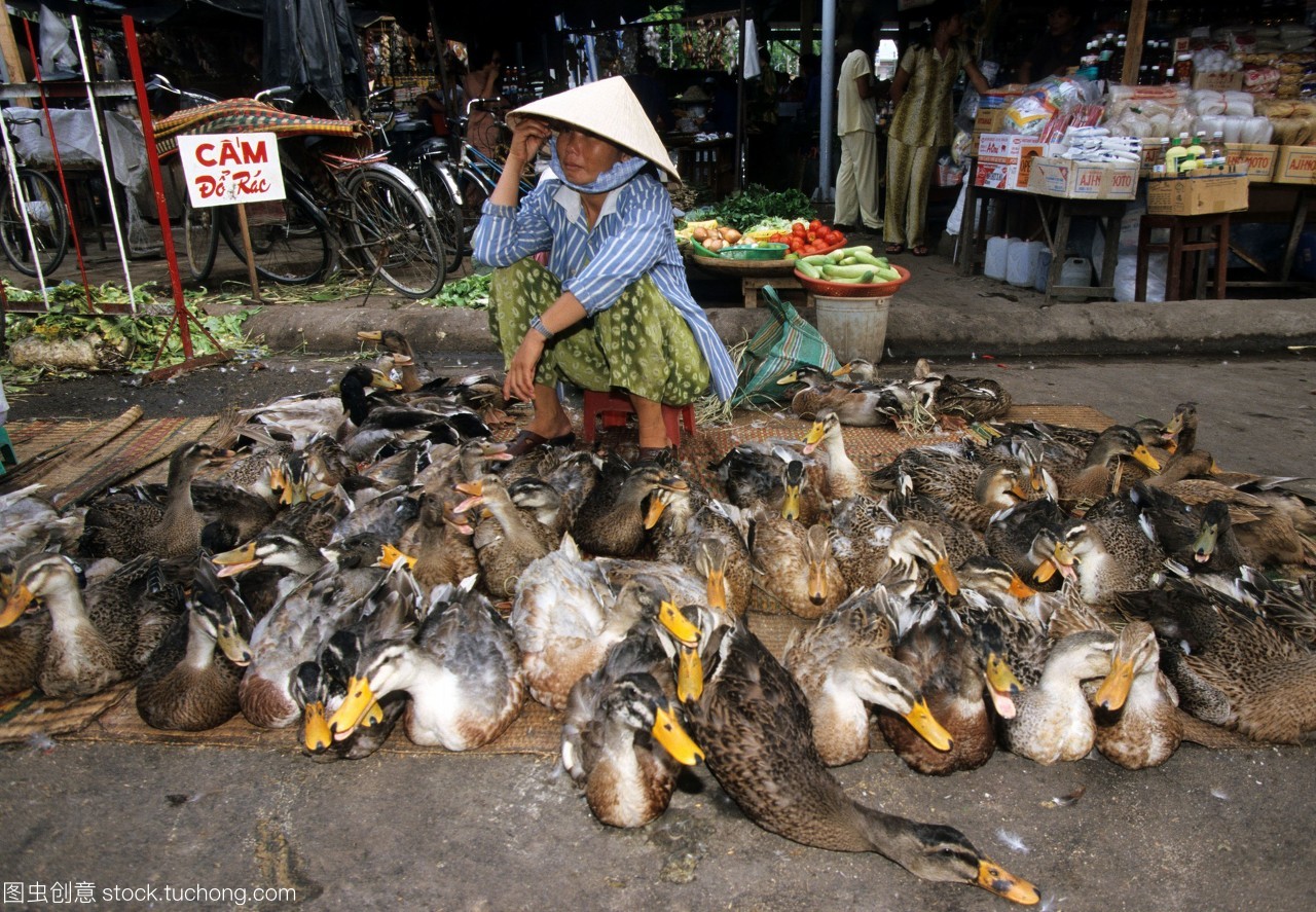 芽庄Chợ Đầm Central Market活家禽纪实 一场与生命的直接对话